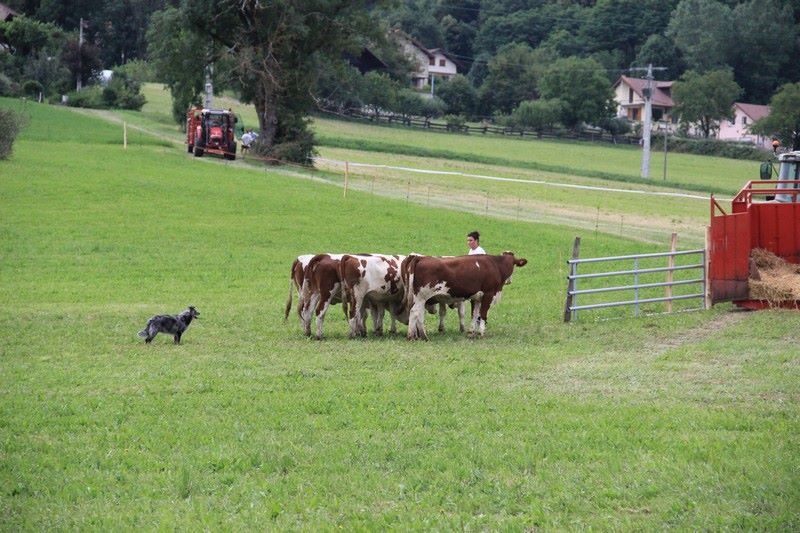 Tenth creek ranch dolly